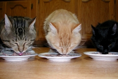 Cat's food 3