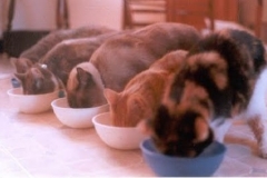 Cat's food 4