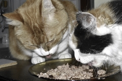 Cat's food 7