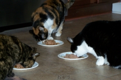 Cat's food 8